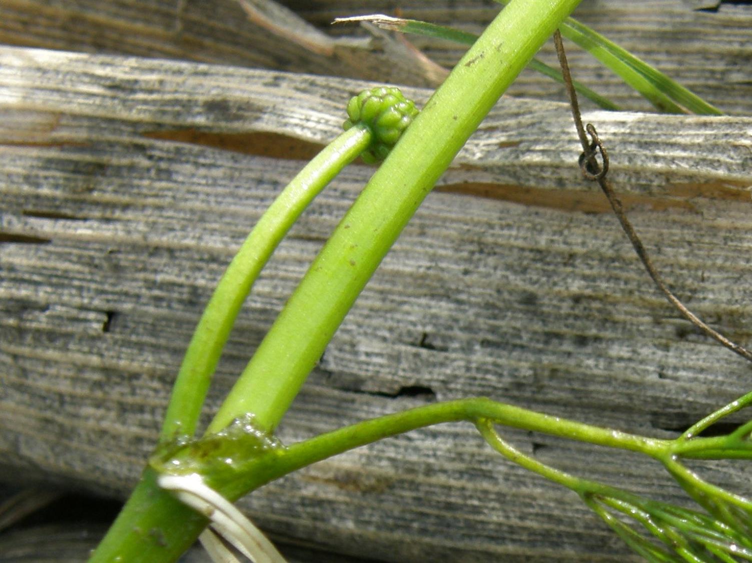 Ranunculus trichophyllus / Ranuncolo a foglie capillari
